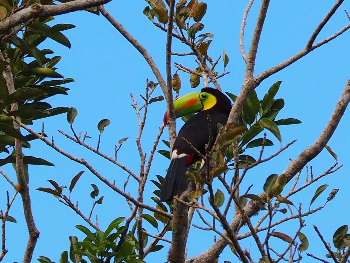 Paraiso Volcano Lodge Guayabo  エクステリア 写真
