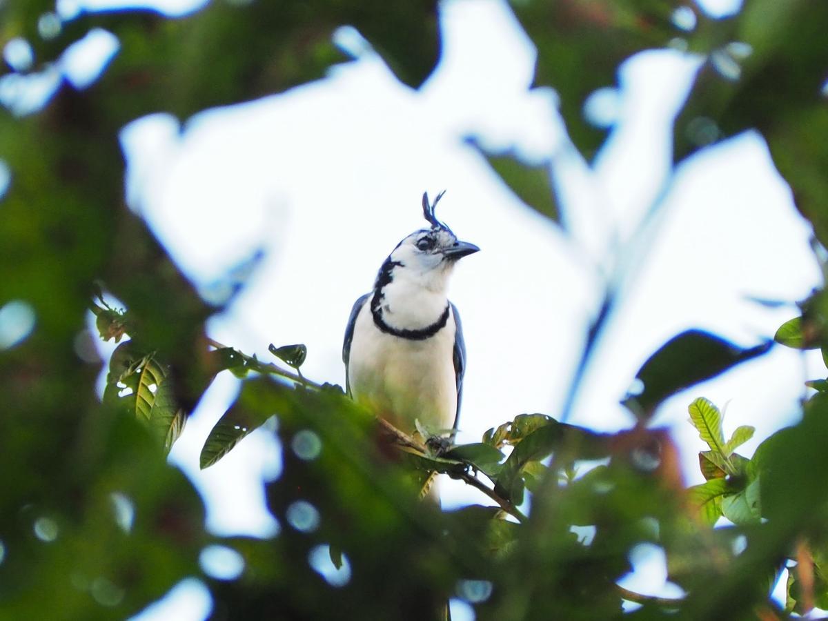 Paraiso Volcano Lodge Guayabo  エクステリア 写真