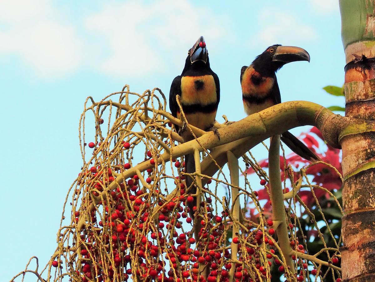 Paraiso Volcano Lodge Guayabo  エクステリア 写真