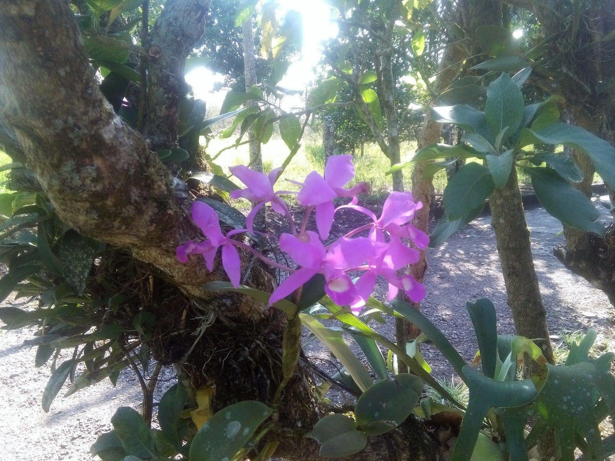 Paraiso Volcano Lodge Guayabo  エクステリア 写真